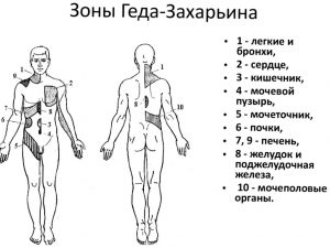 Где Находится Поясница У Человека Фото