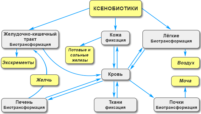 Как защититься от ксенобиотиков? - Азбука здоровья