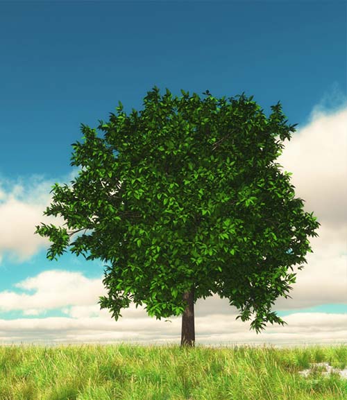 Деревья лечат одним своим видом