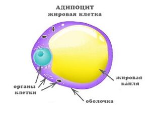 kletka - Целлюлит. Рекомендации для достижения гладкой и упругой кожи