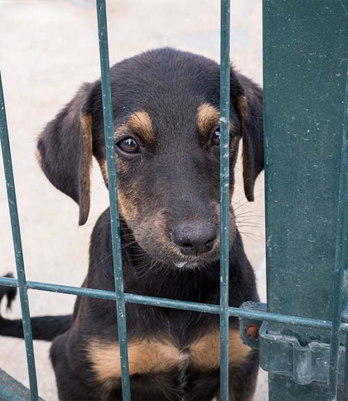 Выученная беспомощность