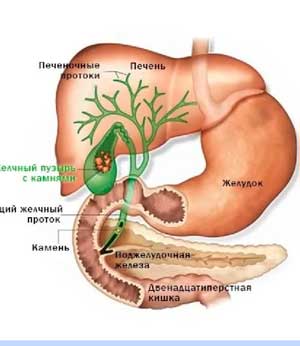 Желчный пузырь не только средство хранения желчи, а средство временной её задержки