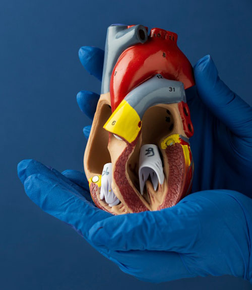 Специалист по делам сердечным