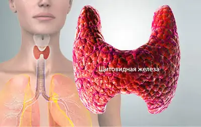 Заболевания щитовидной железы при которых противопоказания thumbnail